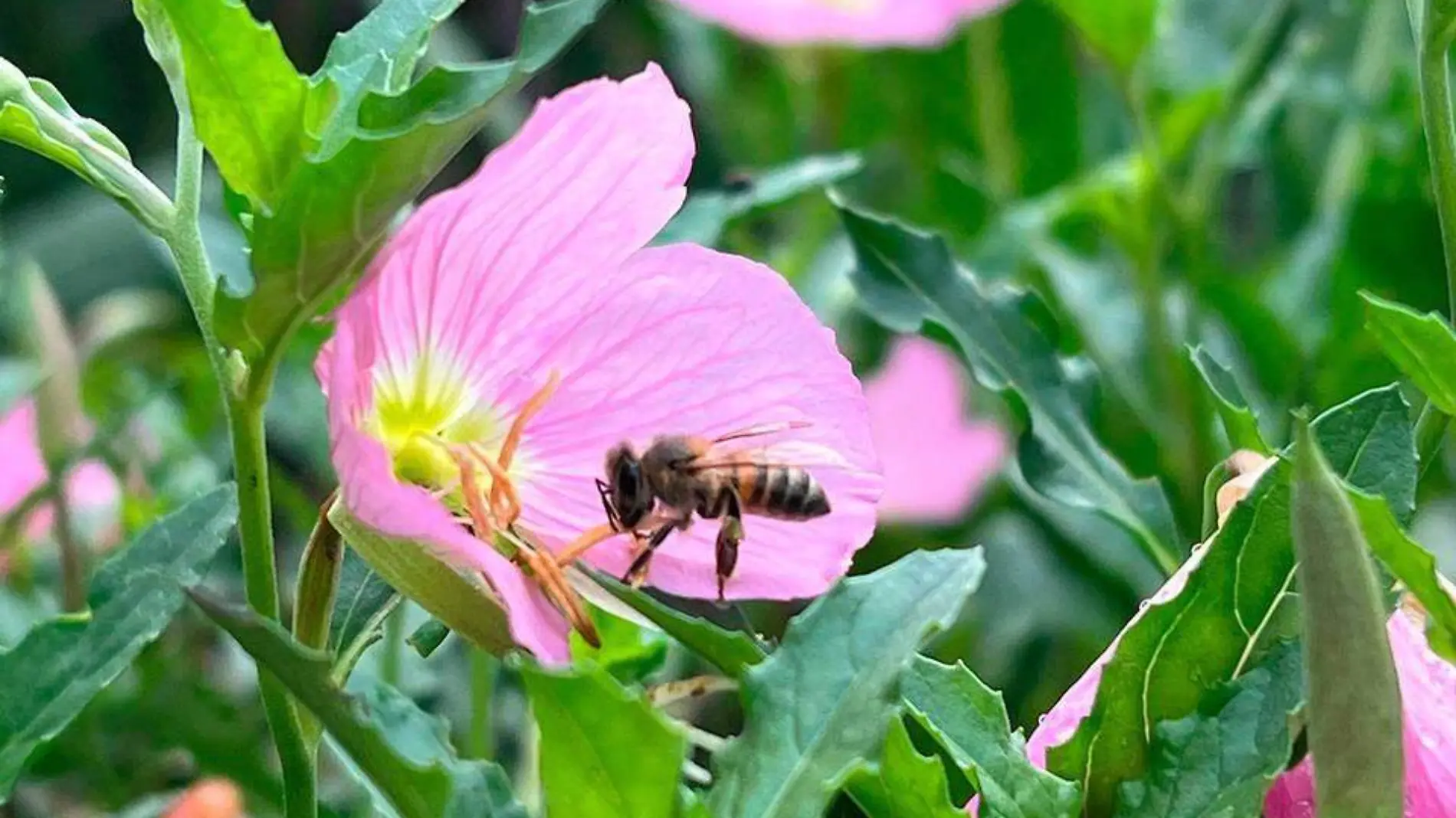 El crecimiento de la mancha urbana, el cambio climático y la destrucción de áreas verdes han provocado que especies de fauna polinizadora emigren